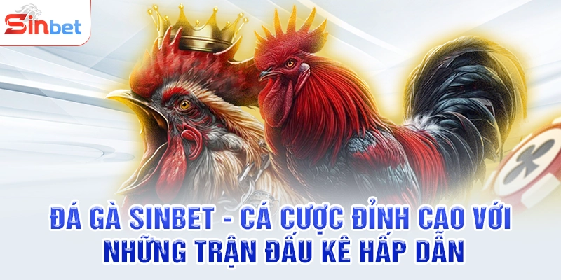 Đá Gà SINBET - Cá Cược Đỉnh Cao Với Những Trận Đấu Kê Hấp Dẫn