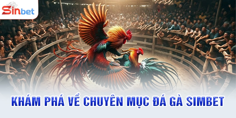 Khám phá về chuyên mục đá gà SINBET