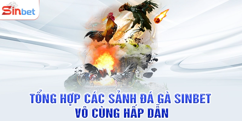 Tổng hợp các sảnh đá gà SINBET vô cùng hấp dẫn